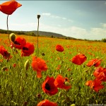 summer-in-ukraine-wallpaper-1