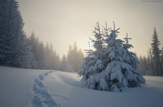 Winter Fairy Tale in the Carpathians, Ukraine, photo 2