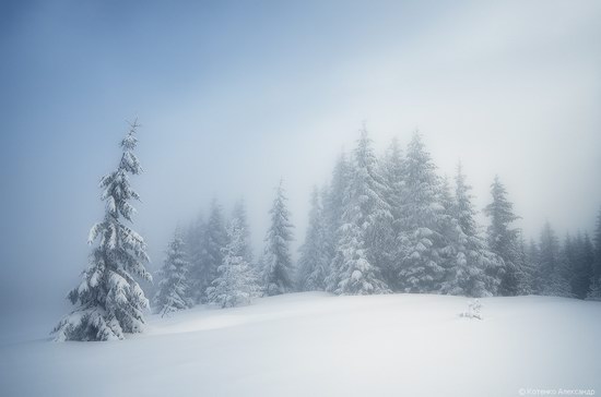 Winter Fairy Tale in the Carpathians, Ukraine, photo 5