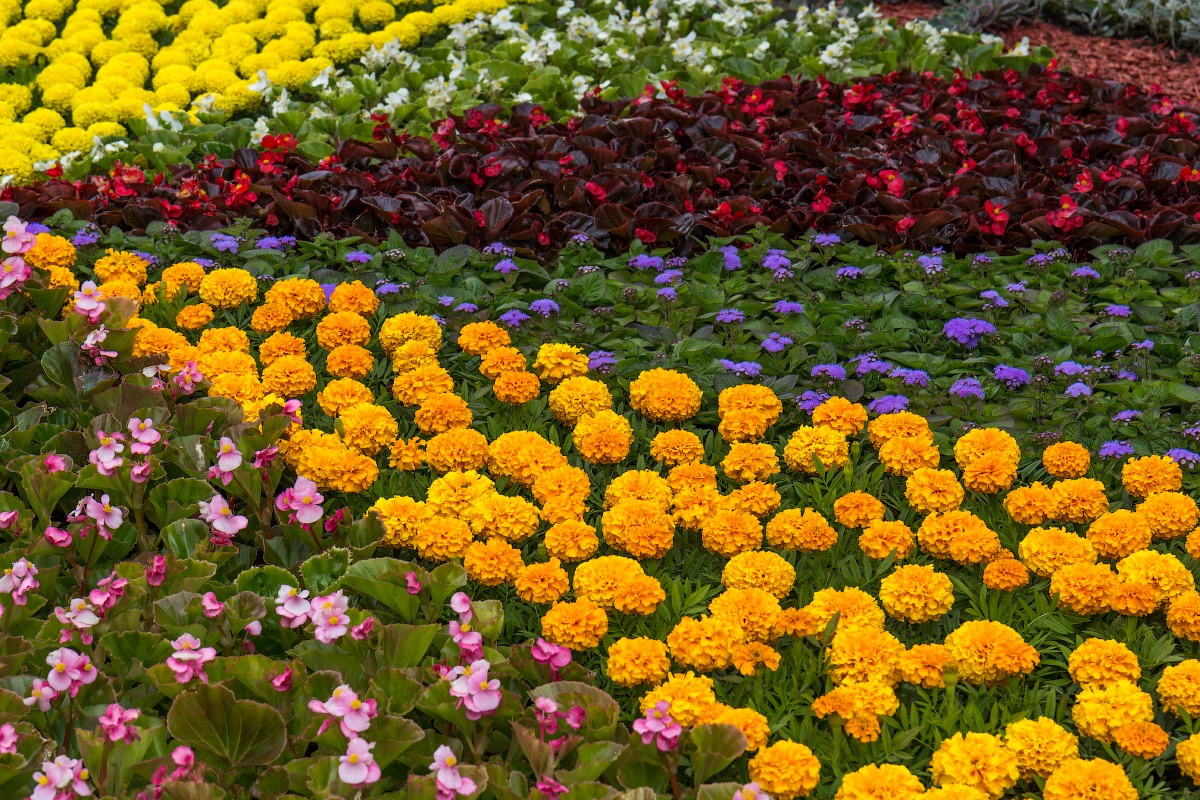 Flower-show “European Ukraine” in Kyiv · Ukraine travel blog