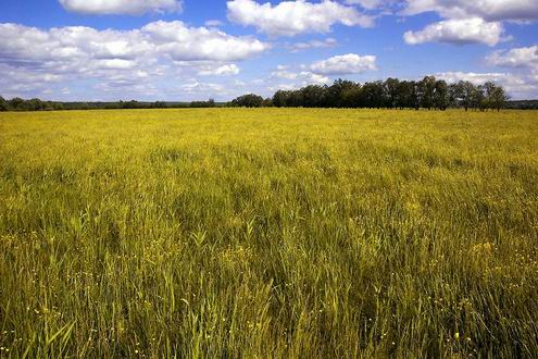 Cherkassy (Cherkasy) Ukraine region (oblast) nature views 1st photo