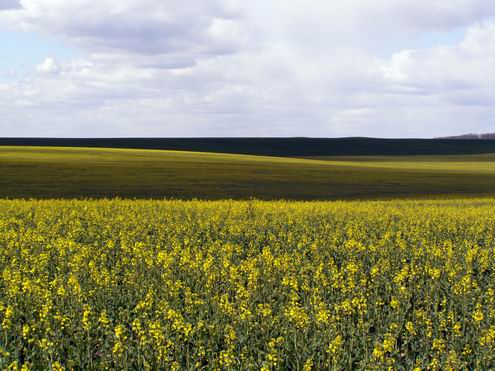 Cherkassy (Cherkasy) Ukraine region (oblast) nature views 3rd photo