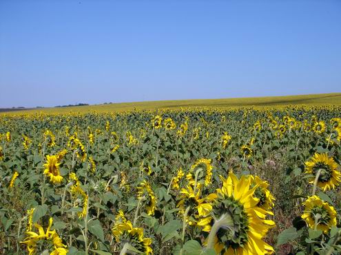 Cherkassy (Cherkasy) Ukraine region (oblast) nature views 4th photo