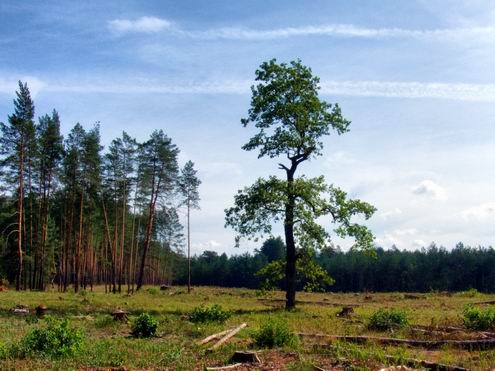 Dnipropetrovsk (Dnepropetrovsk) Ukraine oblast (region) nature 1st photo