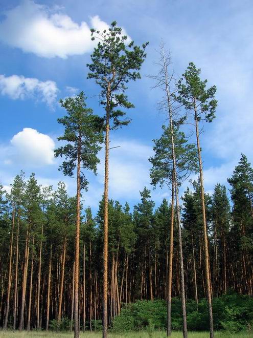 Dnipropetrovsk (Dnepropetrovsk) Ukraine oblast (region) nature 4th photo