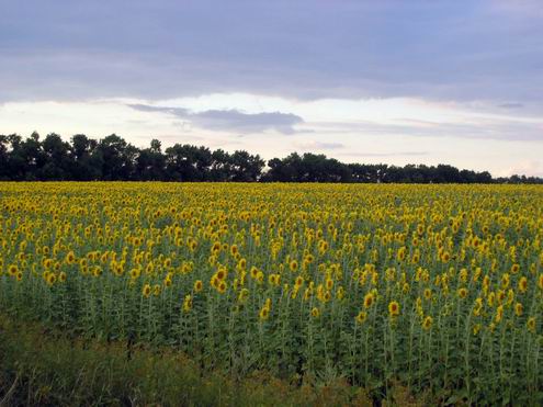 Donetsk Ukraine oblast (region) nature views 2nd photo