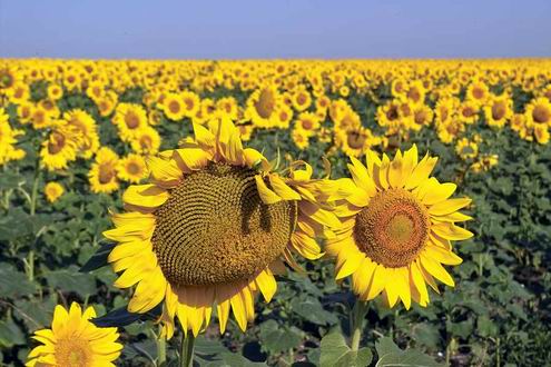 Donetsk Ukraine oblast (region) sceneries 5th photo