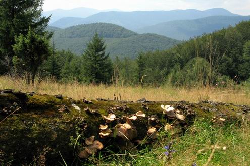 Ivano-Frankivsk (Ivano-Frankovsk) Ukraine region (oblast) nature views 4th photo