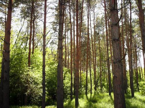 Kherson Ukraine oblast (region) forest photo