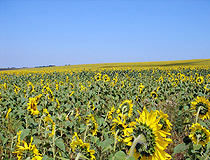 Sunflower field in the Cherkasy region