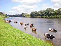 Cows in the Chernihiv region