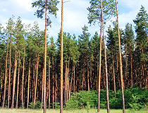 Pine forest in the Dnipropetrovsk region