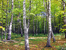 Birch forest in the Ivano-Frankivsk province