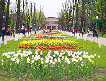 Tulip season in Kropyvnytskyi