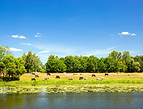 Grazing cows in the Sumy region