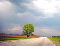 Road and a lonely tree in the Zaporizhzhia region