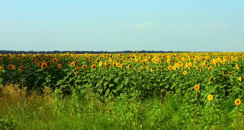 Poltava Ukraine oblast (region) sceneries 5th photo