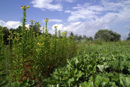 Poltava Ukraine oblast (region) beautiful nature 6th photo