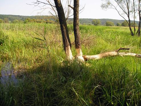 Sumy Ukraine region (oblast) sceneries 3rd photo