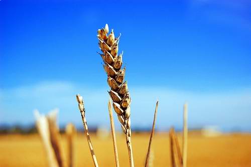 Ukraine economy agriculture picture