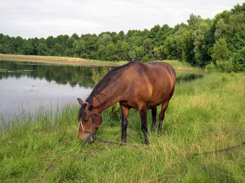 Volyn Ukraine oblast (region) sceneries 3rd photo