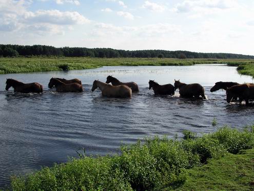 Volyn Ukraine oblast (region) sceneries 4th photo