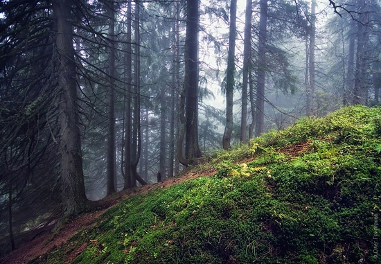 Ukrainian Carpathians landscape 7