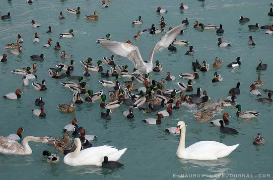 Early spring in Yalta, Ukraine view 11