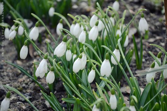 Early spring in Yalta, Ukraine view 2