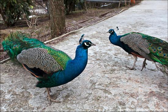 Yalta Zoo Skazka, Ukraine view 18