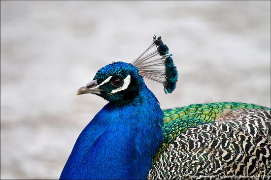 Yalta Zoo Skazka, Ukraine view 19