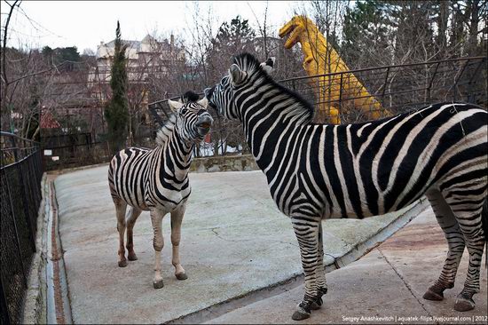 Yalta Zoo Skazka, Ukraine view 25