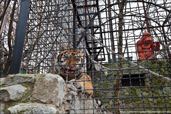 Yalta Zoo Skazka, Ukraine view 3