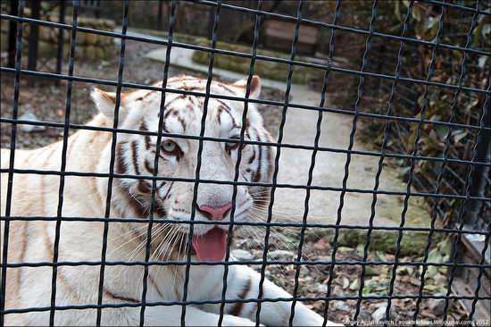 Yalta Zoo Skazka, Ukraine view 4