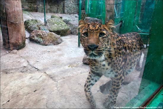 Yalta Zoo Skazka, Ukraine view 8