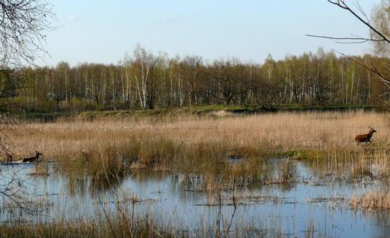 Spring in the Chernobyl exclusion zone, Ukraine view 13