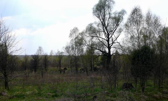 Spring in the Chernobyl exclusion zone, Ukraine view 14