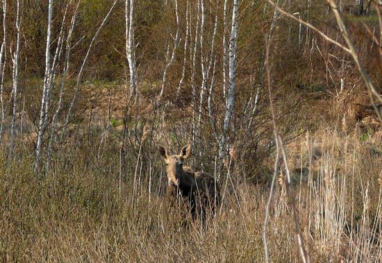 Spring in the Chernobyl exclusion zone, Ukraine view 15