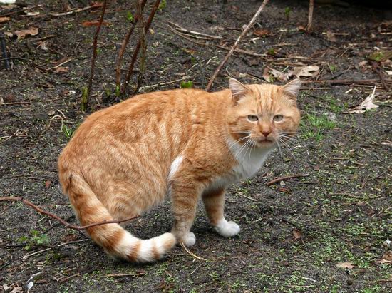 Spring in the Chernobyl exclusion zone, Ukraine view 17