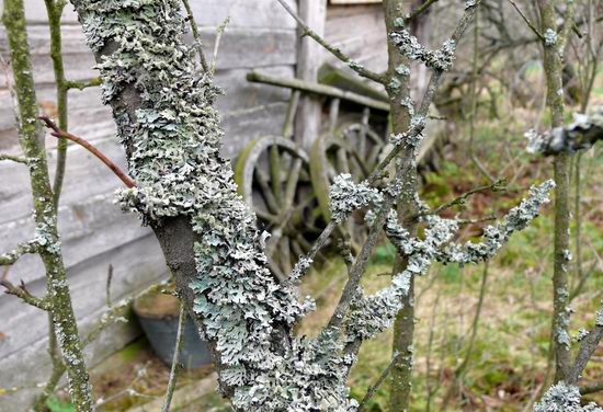 Spring in the Chernobyl exclusion zone, Ukraine view 2