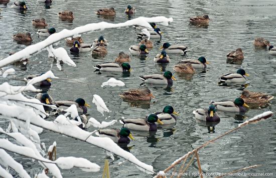 Snowy Alexandria park, Bila Tserkva, Ukraine photo 10