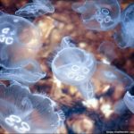 Invasion of jellyfish in Balaclava