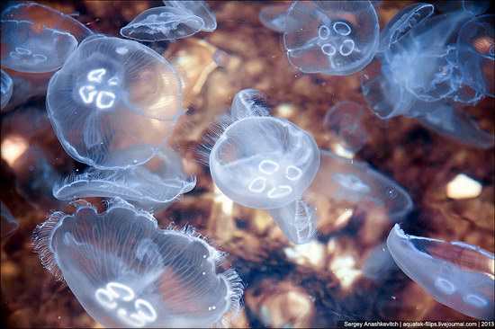Jellyfish invasion, Balaclava, Sevastopol, Ukraine photo 1