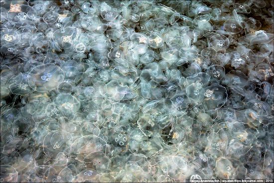 Jellyfish invasion, Balaclava, Sevastopol, Ukraine photo 10