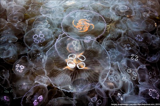 Jellyfish invasion, Balaclava, Sevastopol, Ukraine photo 11