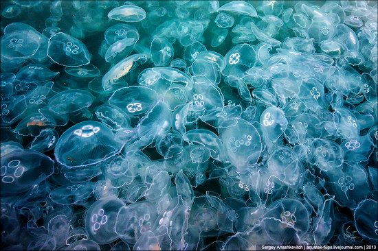 Jellyfish invasion, Balaclava, Sevastopol, Ukraine photo 12