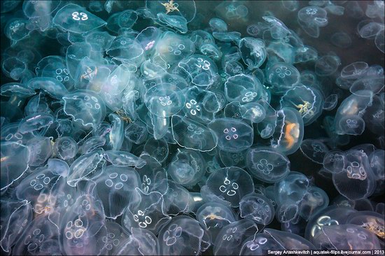Jellyfish invasion, Balaclava, Sevastopol, Ukraine photo 13