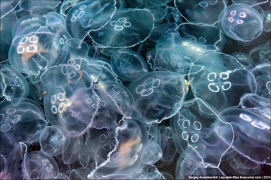 Jellyfish invasion, Balaclava, Sevastopol, Ukraine photo 14