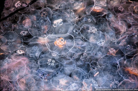 Jellyfish invasion, Balaclava, Sevastopol, Ukraine photo 16