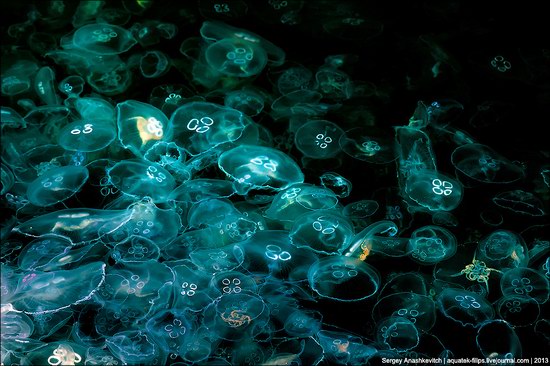 Jellyfish invasion, Balaclava, Sevastopol, Ukraine photo 17